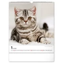 Kép 2/13 - Realsystem Falinaptár, 2026 - Cats
