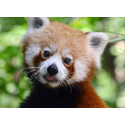 Kép 2/2 - TOYOTA plüss vörös panda