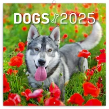 Realsystem Falinaptár, 2025 - Dogs