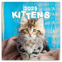 Realsystem Falinaptár, 2025 - Kittens