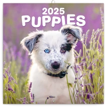 Realsystem Falinaptár, 2025 - Puppies