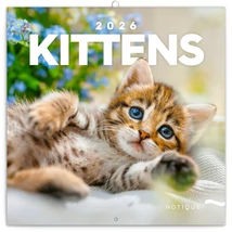 Realsystem Falinaptár, 2026 - Kittens