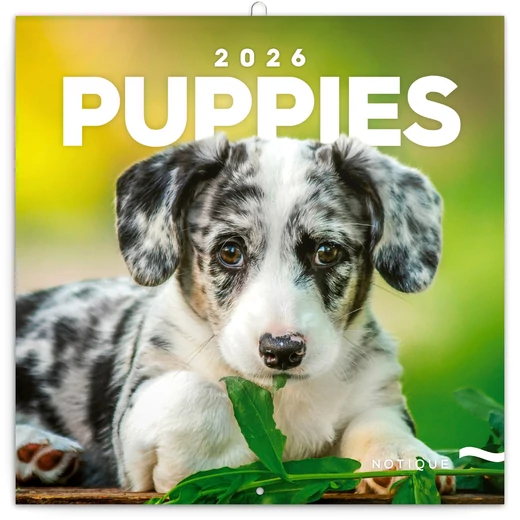 Realsystem Falinaptár, 2026 - Puppies